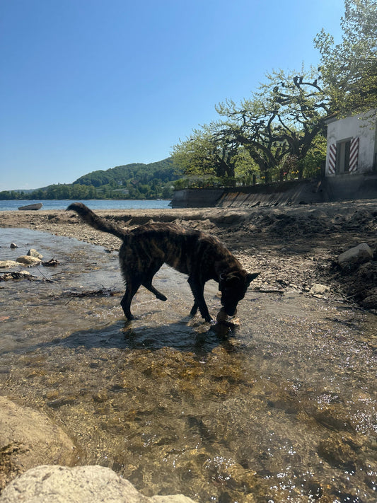 Wandern mit Hund – darf mein Hund aus Fluss oder See trinken?