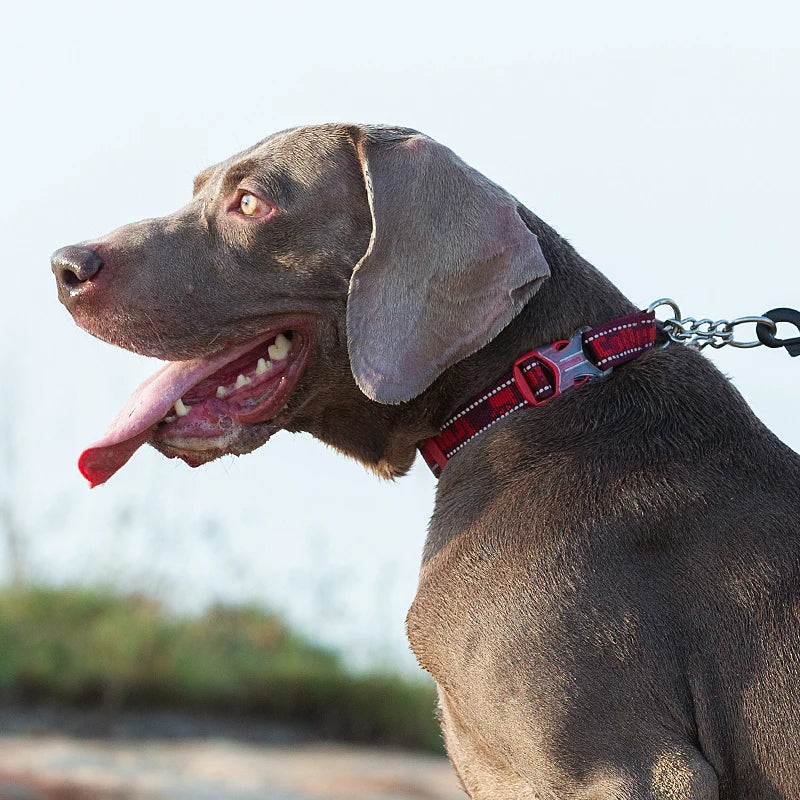 Edelstahl-P-Ketten-Halsband für effektives Hundetraining und Führung