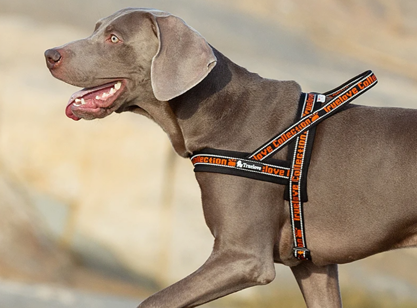 Geschirr für Hunde mit robustem O-Ring aus Aluminium