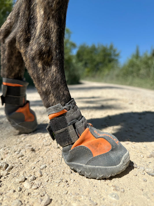Hundeschuhe schützen vor Hitze, Kälte & Verletzungen. Ideal für Sommer, Winter & empfindliche Pfoten 