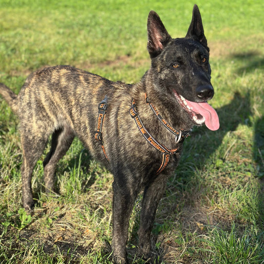 Passendes Hundegeschirr - Tipps für Komfort & Sicherheit