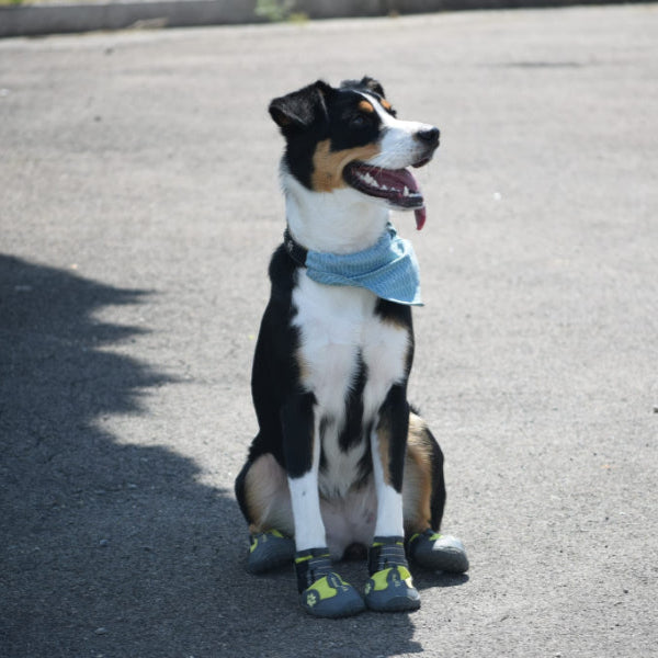 Hund Luna trägt bequeme Hundeschuhe von Naiss im Freien – Schutz der Pfoten auf Asphalt, Sommer und Winter.