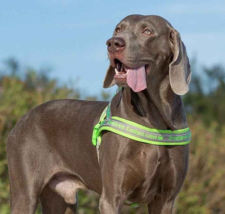 Hundegeschirr in Königsblau – Sicher & Stylisch