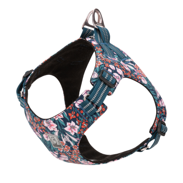 Kleiner Hund trägt buntes Geschirr mit Blumenmuster