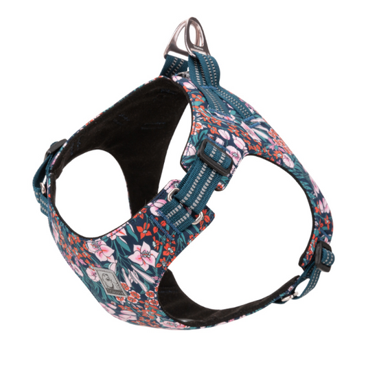 Kleiner Hund trägt buntes Geschirr mit Blumenmuster