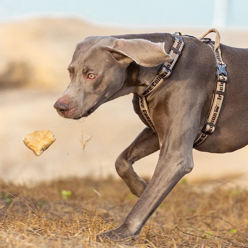 Leichtes Hundegeschirr in Weinrot – Perfekt für den täglichen Spaziergang