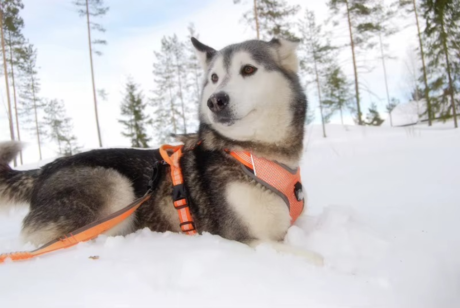 Weich gepolstertes Hundegeschirr aus robustem Material – verhindert Druckstellen und bietet Komfort