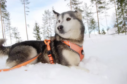 Weich gepolstertes Hundegeschirr aus robustem Material – verhindert Druckstellen und bietet Komfort