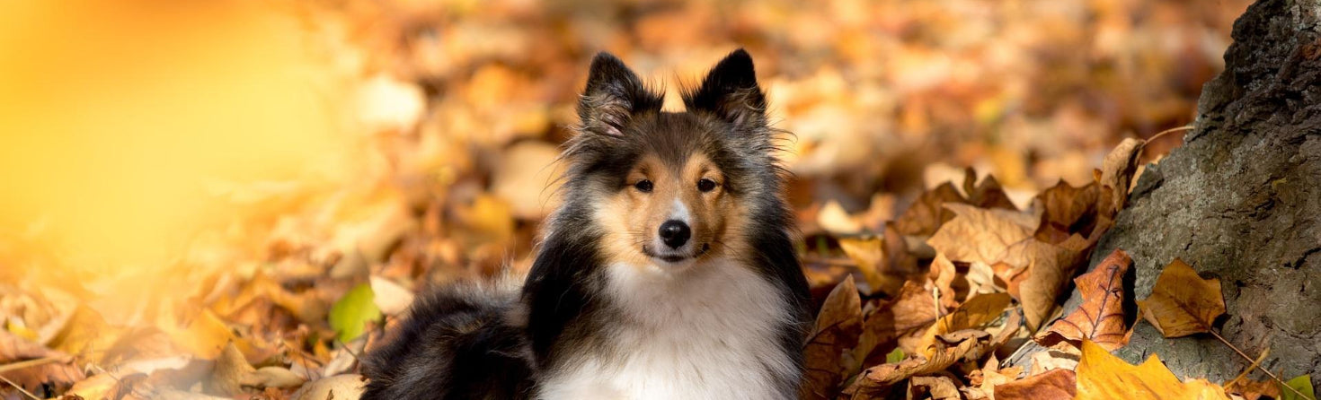herbst_2025_naiss_hund.ch